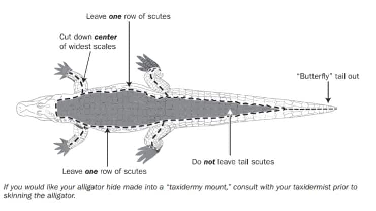 How to Properly Skin & Butcher Alligator 