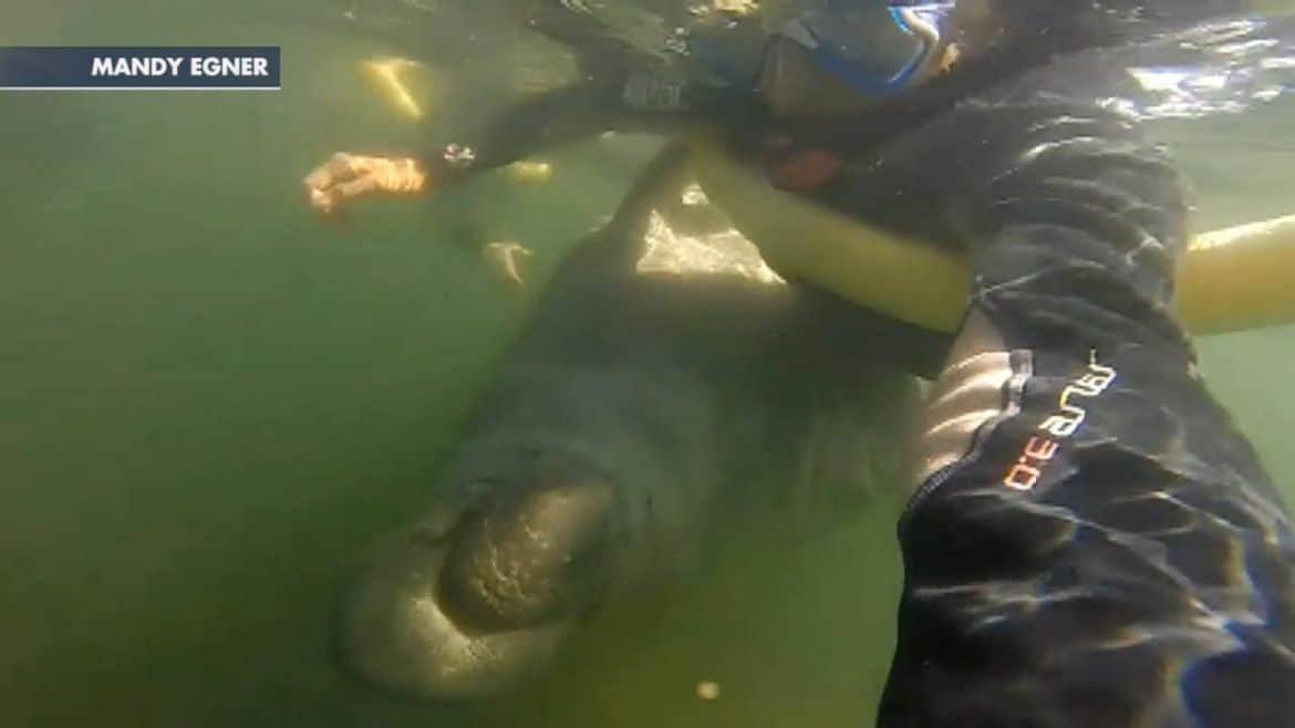 When Manatees Attack