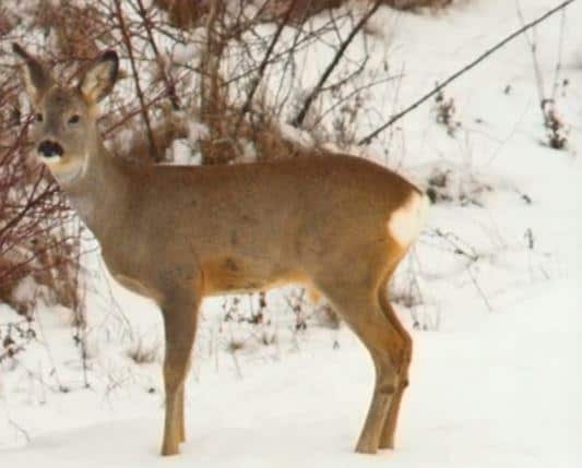 Doe