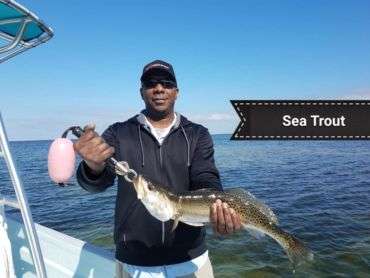Sea Trout