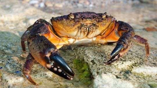 Crab
