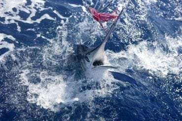 Sword Fish